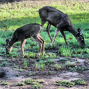 Deer, Griffith Park